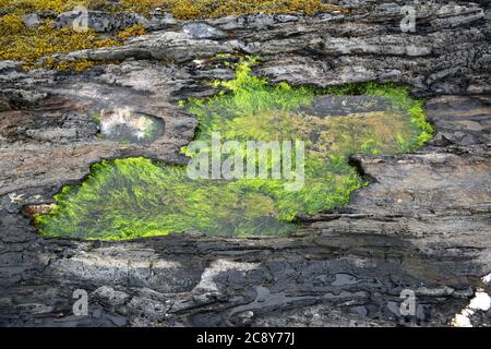 Isola di Barnes. Harpswell Neck, Maine. Casco Bay. Piscina con marea. Le alghe verdi sono Enteromorfa. Foto Stock