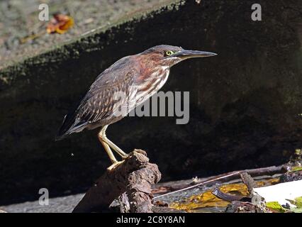 Green Heron (Butorides virescens) immaturo in piedi su log in Creek Botanical Gardens, Santo Domingo, Repubblica Dominicana Gennaio 20 Foto Stock