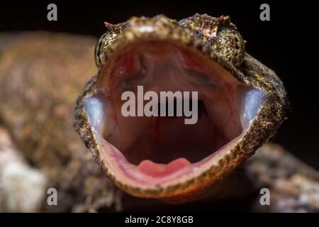 Il geco volante sabah (Ptychozoon o Gekko rachoforo) dal parco nazionale del Monte Kinabalu nel Borneo Malese. Foto Stock