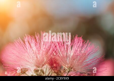Albizia julibrissin o Lankaran acacia fiore rosa su sfondo verde. Fuoco selettivo Fiore di acacia Lankaran. Primo piano. Sfondo scheda estate Foto Stock