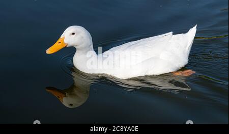 Primo piano di Aylesbury Pekin Peking Duck basso livello ritratto con refezione in lago Foto Stock