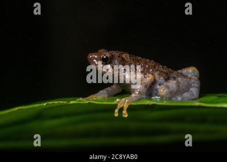 La rana di borneo (Metafrynella sundana) un piccolo microiide endemico delle foreste pluviali del Borneo. Foto Stock