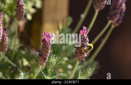 api di miele sull'alimentazione del fiore di lavanda Foto Stock