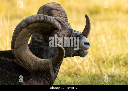 Pecora di Thinhorn (Ovis dalli stonei) a Yukon, Canada Foto Stock