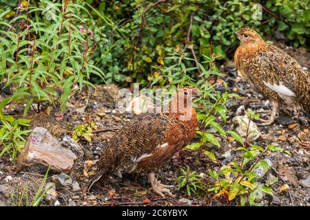 Willow Ptarmigan (Lagopus lagopus) nel Parco Nazionale di Denali, Alaska Foto Stock