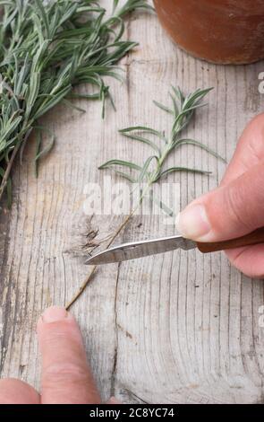 Talee di piante da Lavandula angustifolia. Prendendo talee da piante di lavanda in estate. REGNO UNITO Foto Stock