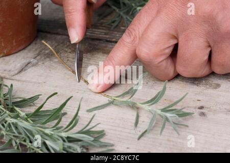 Talee di piante da Lavandula angustifolia. Prendendo talee da piante di lavanda in estate. REGNO UNITO Foto Stock