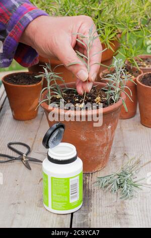 Talee di piante da Lavandula angustifolia. Prendendo i tagli dalle piante di lavanda immergendo i gambi in polvere di rooting dell'ormone e disponendo in bordo della pentola Foto Stock