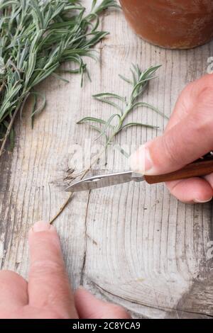 Talee di piante da Lavandula angustifolia. Prendendo talee da piante di lavanda tagliando la base di un gambo sotto un nodo di foglia. Foto Stock