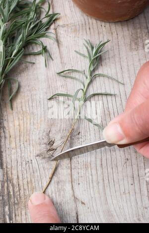 Talee di piante da Lavandula angustifolia. Prendendo talee da piante di lavanda tagliando la base di un gambo sotto un nodo di foglia. Foto Stock