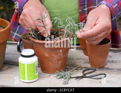 Talee di piante da Lavandula angustifolia. Prendendo i tagli dalle piante di lavanda immergendo i gambi in polvere di radicamento dell'ormone per amplificare lo sviluppo della radice Foto Stock