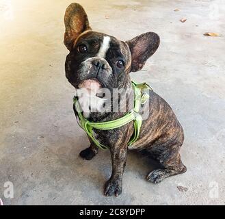 Giovane cucciolo di bulldog francese con cinghia verde seduto su pavimento in cemento. Foto Stock