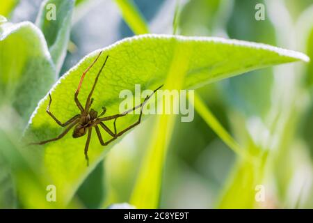 Grande vivaio web ragno femmina, Pisaura mirabilis, che giace in agguato cattura insetti. Foto Stock