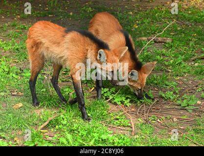 Due giovani lupi Maned (Chrysocyon brachyurus) Foto Stock