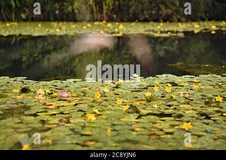 Le piazzole Lily galleggiano sul canale Basingstoke Foto Stock
