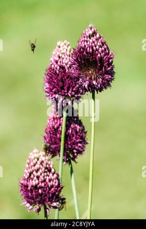 Alliums drumsticks Allium sphaerocephalon miele api volare piante apee-friendly Foto Stock