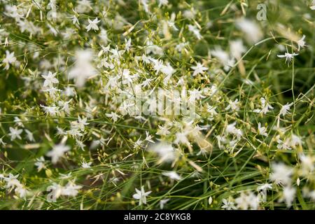 Particolare di Anthericum ramosum che cresce in un giardino durante la stagione estiva Foto Stock