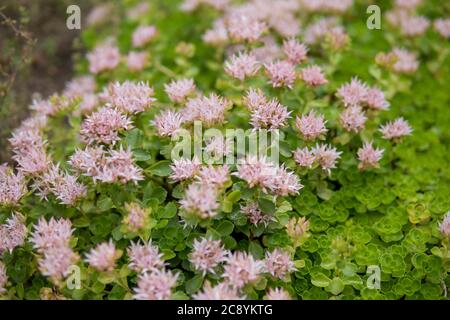 Particolare di Sodum spurium che cresce in un giardino durante la stagione estiva Foto Stock