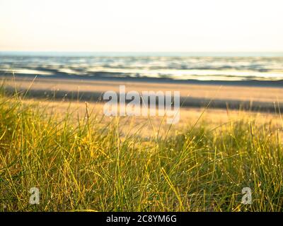 Erba coperta in Dew gocce nelle dune sulla palude. Foto Stock