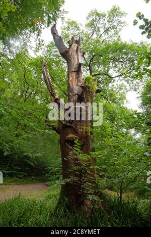 Bracket Fungus, Exmoor National Park, Dulverton, Somerset, Regno Unito Foto Stock