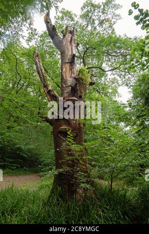 Bracket Fungus, Exmoor National Park, Dulverton, Somerset, Regno Unito Foto Stock