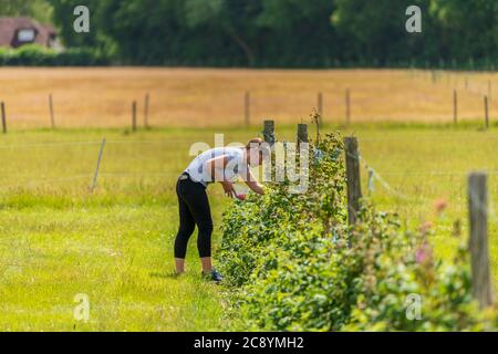 Giovane femmina che raccoglie lamponi freschi di fattoria in campo a Sevenoaks, Kent Foto Stock