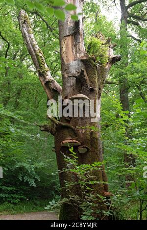 Bracket Fungus, Exmoor National Park, Dulverton, Somerset, Regno Unito Foto Stock