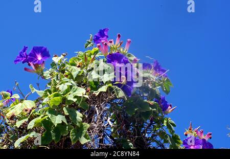 Gloria mattutina (ipomoea tricolore) primo piano Foto Stock