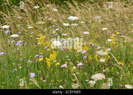 Antico prato di fiori selvatici con erbe alte, carote selvatiche, trifoglio rosso, paglia di letto della signora e campo Scabious tra molti altri su terreni palustri in Wiltsh Foto Stock