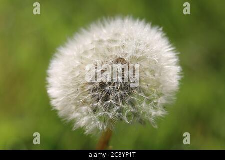 Testa di semi di dente di leone (Taraxacum officinale), blowball o orologio, primo piano con gocce di rugiada, su sfondo verde naturale Foto Stock