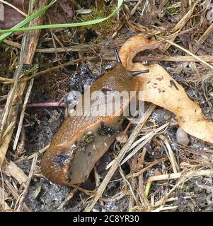 Il CUPO SLUG Arion subfuscus Foto: Tony Gale Foto Stock