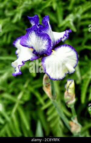 Il fiore su un iride ornamentale, con petali viola e bianchi macchiati di viola, e un centro giallo. Foto Stock