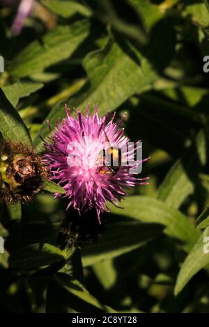 M. centuncularis. Bee fresa a balestra Spazzola di polline arancione o giallo sull'addome. Patchwork foglia tagliere ape su comune Knapweed alla ricerca di polline. Foto Stock