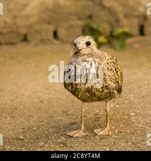 cuccioli uccello bambino caduto dal nido Foto Stock