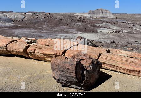 Bel deserto dipinto con tronchi pietrificati in primo piano. Foto Stock