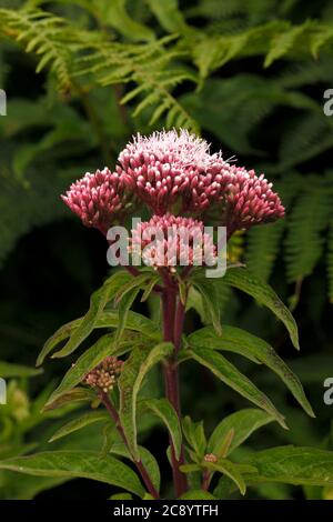 La canapa agrimonia, Eupatorium cannabinum Foto Stock