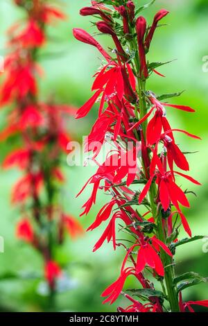 Il Cardinale Flower Lobelia cardinalis Foto Stock