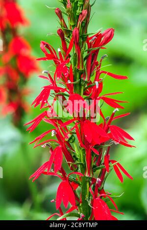 Cardinal Fiore Rosso Lobelia Cardinalis Foto Stock
