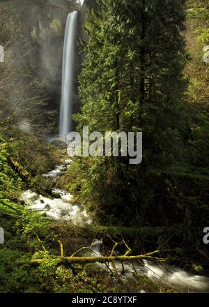 L'acqua scorre attraverso la lussureggiante vegetazione nel torrente creato dalle cascate Latourell nella gola del fiume columbia, in Oregon, USA Foto Stock