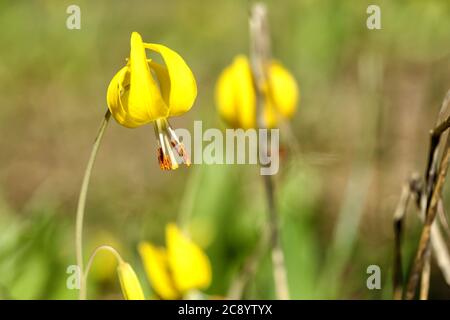 Giglio del Ghiacciaio giallo brillante, Erythronium grandiflorum, conosciuto anche come giglio giallo Avalanche, giglio giallo, Violetto giallo dentifricio, Giglio del Ghiacciaio bl Foto Stock