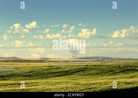 Un campo di grano irrigato da un impianto sprinkler a perno di mezzo contatore, che cresce nei fertili campi agricoli dell'Idaho. Foto Stock