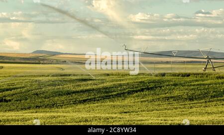 Un campo di grano irrigato da un impianto sprinkler a perno di mezzo contatore, che cresce nei fertili campi agricoli dell'Idaho. Foto Stock