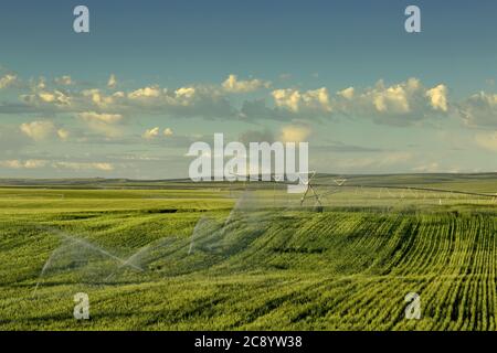 Un campo di grano irrigato da un impianto sprinkler a perno di mezzo contatore, che cresce nei fertili campi agricoli dell'Idaho. Foto Stock