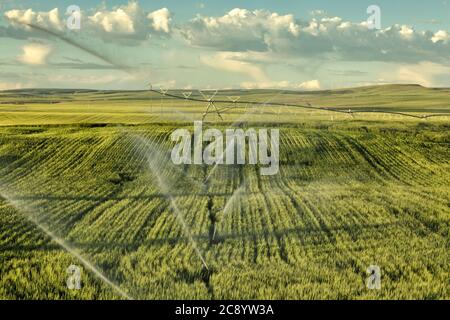Un campo di grano irrigato da un impianto sprinkler a perno di mezzo contatore, che cresce nei fertili campi agricoli dell'Idaho. Foto Stock