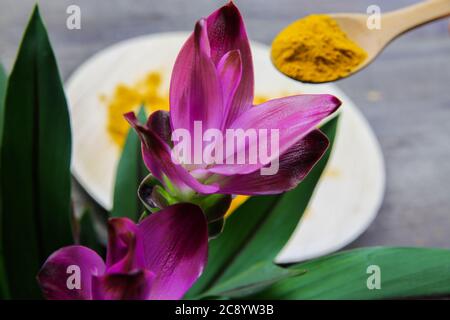Vista oltre il fiore viola della pianta di curcuma sul cucchiaio con la polvere di condimento di curcuma Foto Stock