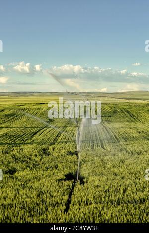 Un campo di grano irrigato da un impianto sprinkler a perno di mezzo contatore, che cresce nei fertili campi agricoli dell'Idaho. Foto Stock
