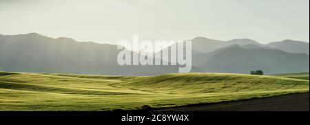 Un campo di grano irrigato da un impianto sprinkler a perno di mezzo contatore, che cresce nei fertili campi agricoli dell'Idaho. Foto Stock