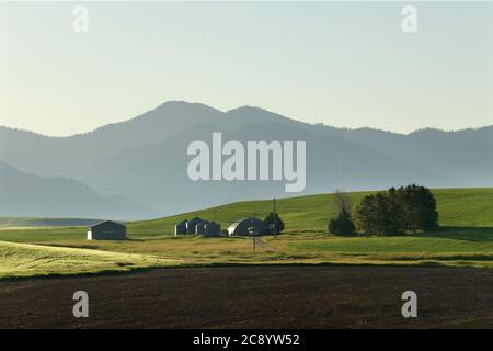 Un campo di grano irrigato da un impianto sprinkler a perno di mezzo contatore, che cresce nei fertili campi agricoli dell'Idaho. Foto Stock