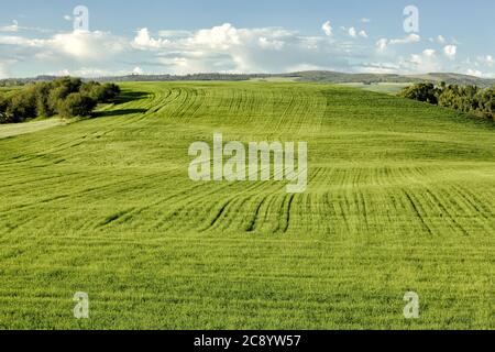 Un campo di grano irrigato da un impianto sprinkler a perno di mezzo contatore, che cresce nei fertili campi agricoli dell'Idaho. Foto Stock