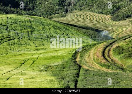Un campo di grano irrigato da un impianto sprinkler a perno di mezzo contatore, che cresce nei fertili campi agricoli dell'Idaho. Foto Stock